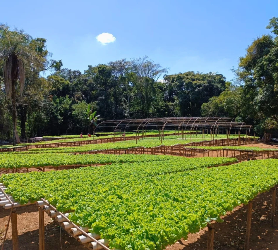 Hidroponia com propósito.